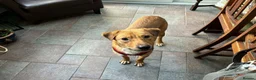 Mixed Breed dogs for adoption: Caesar for adoption in Leighton Buzzard - Advert 1