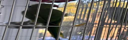 Parrots birds for sale: 2 x Indian ring neck parrots in Devizes - Advert 6
