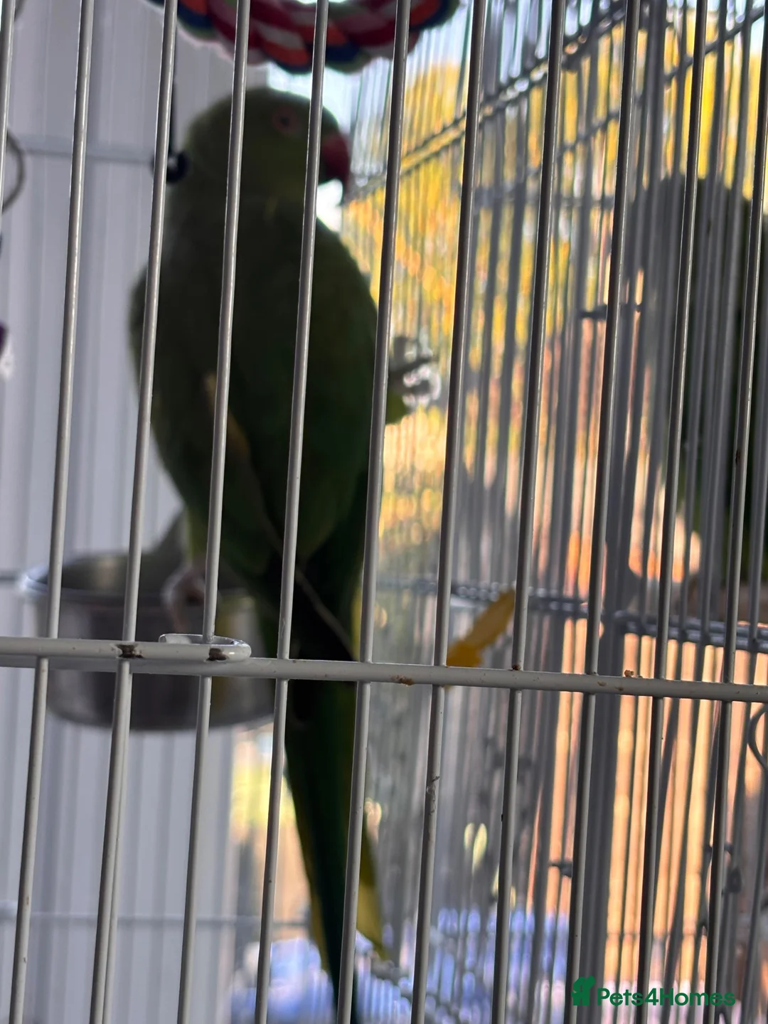 Parrots birds for sale: 2 x Indian ring neck parrots in Devizes - Advert 6