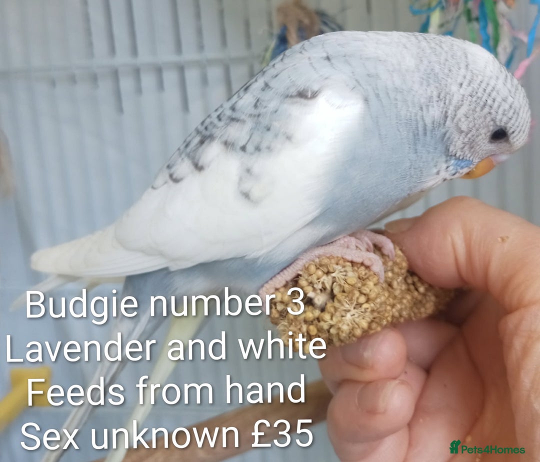Budgerigars birds for sale: Superb home bred beautifully coloured baby budgies - Image 8