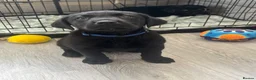 Labrador Retriever dogs for sale: 🌟Ready now! 🌟 Black Labrador puppies  - Advert 14
