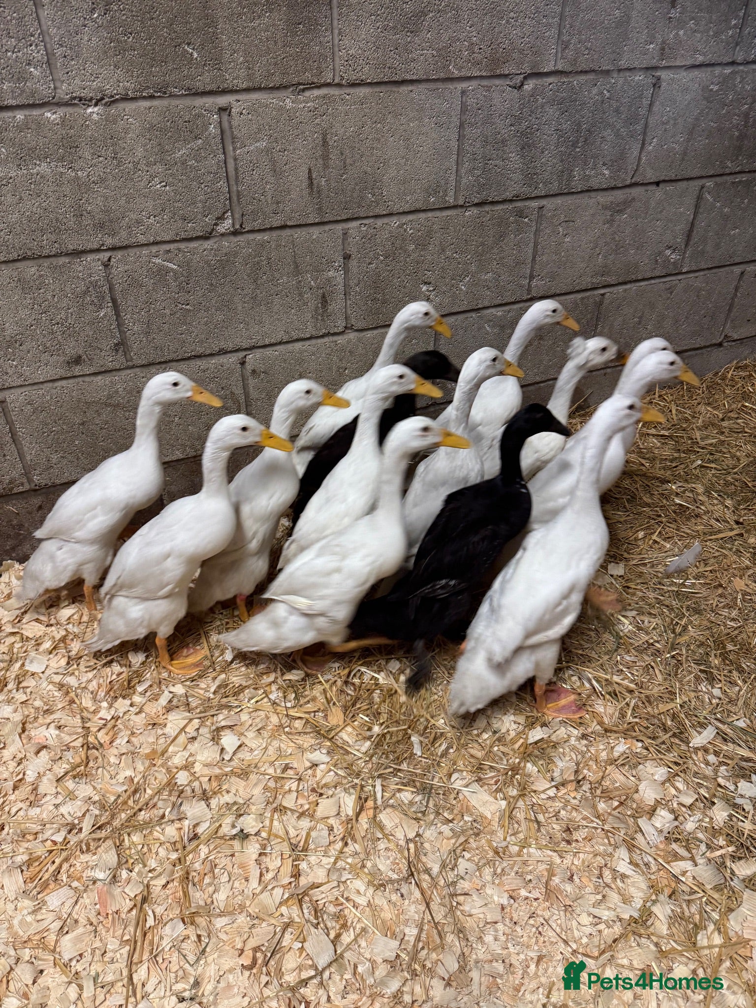 Ducks poultry Purebred Indian Runner Ducks - Advert 2