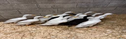 Ducks poultry for sale: Purebred Indian Runner Ducks - Advert 2