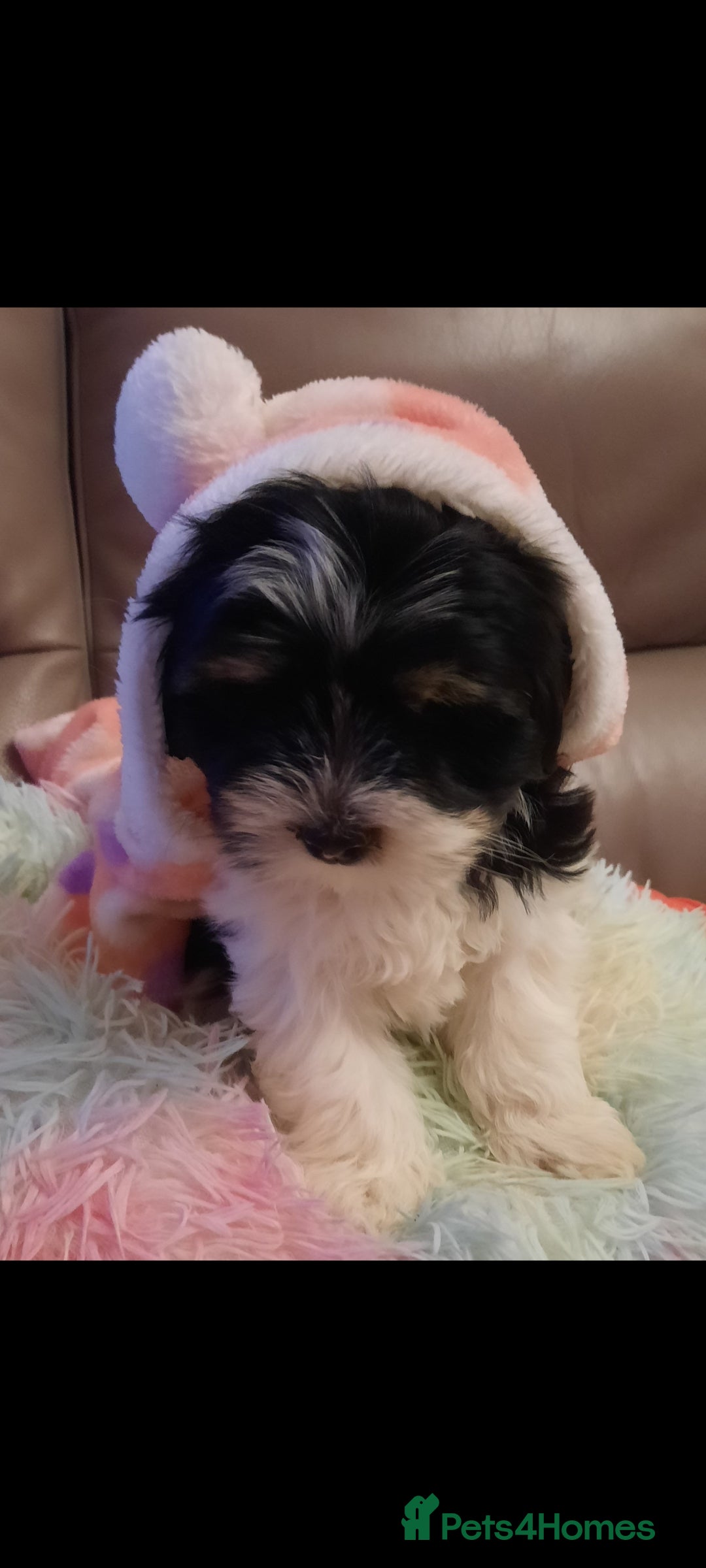 Lhasa Apso dogs for sale: 💜 REDUCED 💜 5* Kyi-Leos (Lhasa Apso/Maltese)   - Image 28