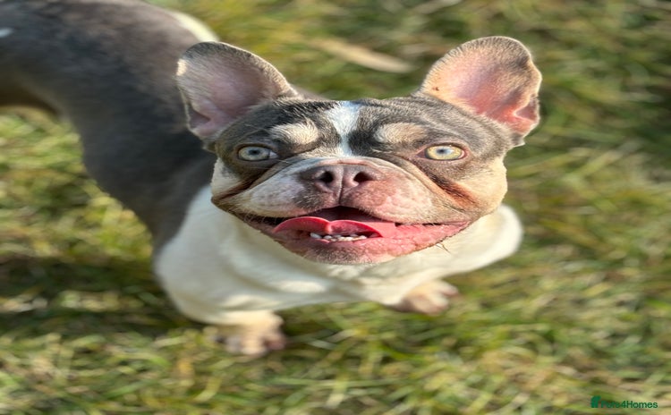 French Bulldog dogs - Advert 13