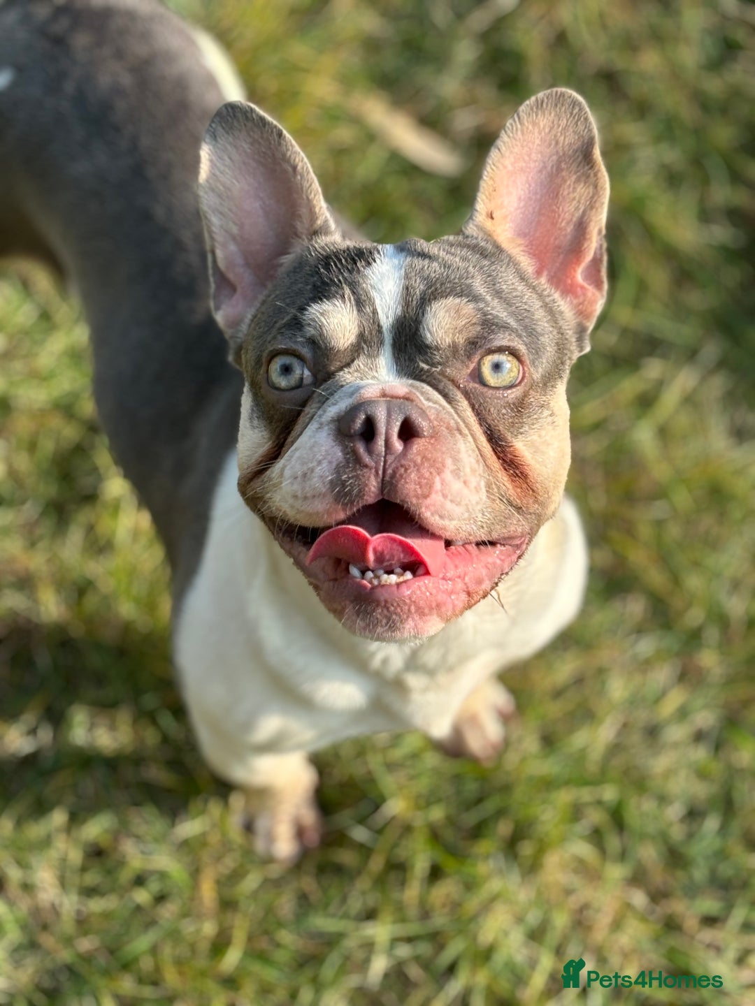 French Bulldog dogs for sale: URGENT rehome male French bulldog  - Image 1