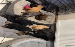 Cocker Spaniel dogs for sale: Cute show type very rare colours dna health tested - Image 3
