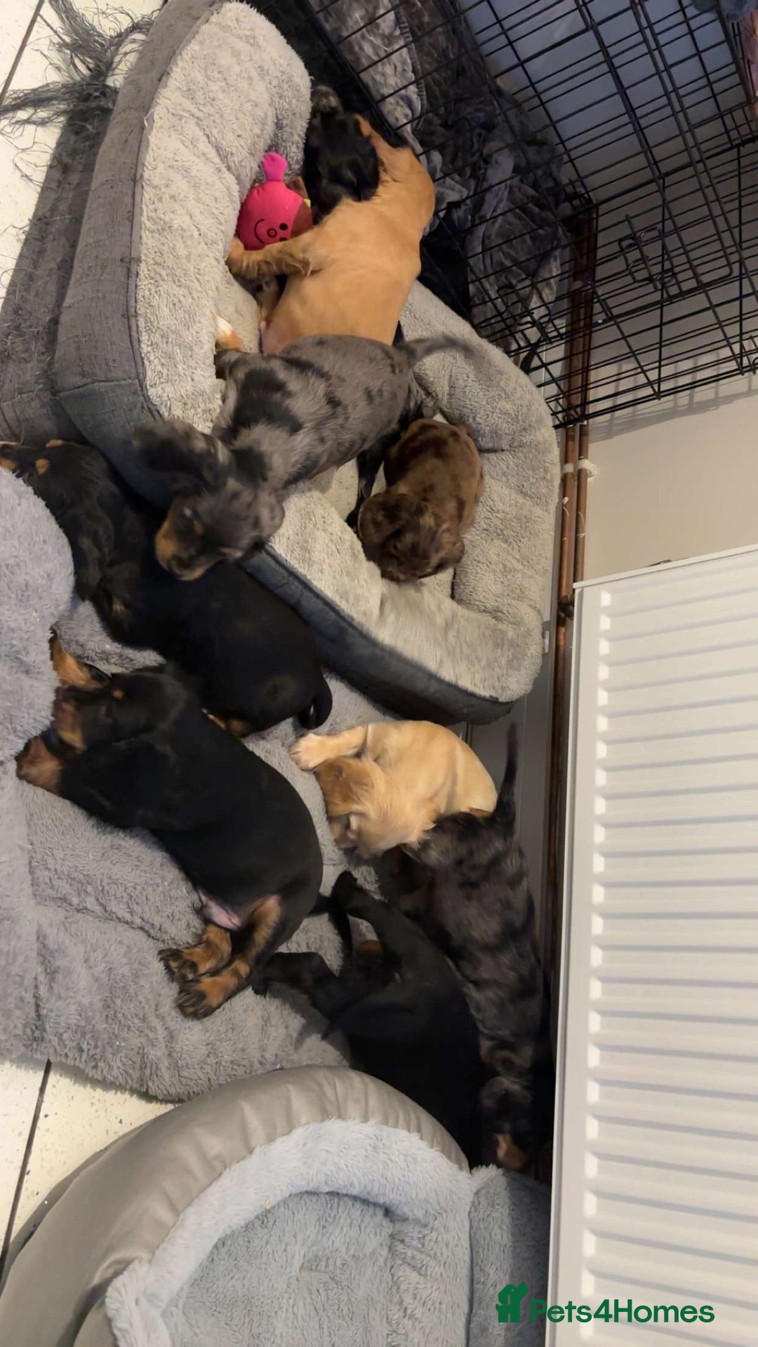 Cocker Spaniel dogs for sale: Cute show type very rare colours dna health tested - Image 3