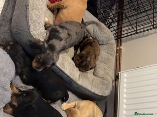 Cocker Spaniel dogs - Advert 19