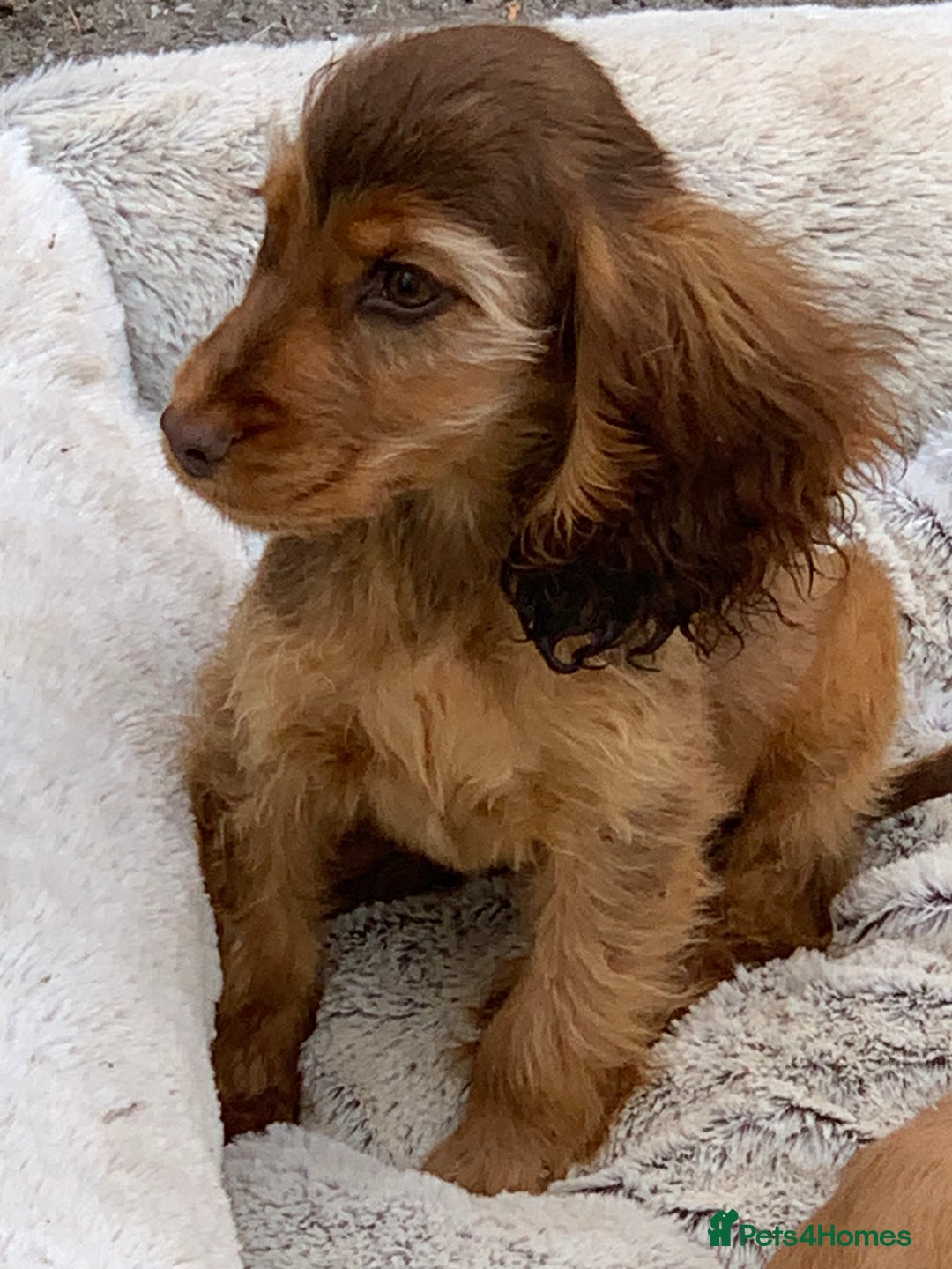 Cocker Spaniel dogs for sale: QUALITY KC SHOW COCKER SPANIEL PUPPIES - Image 15