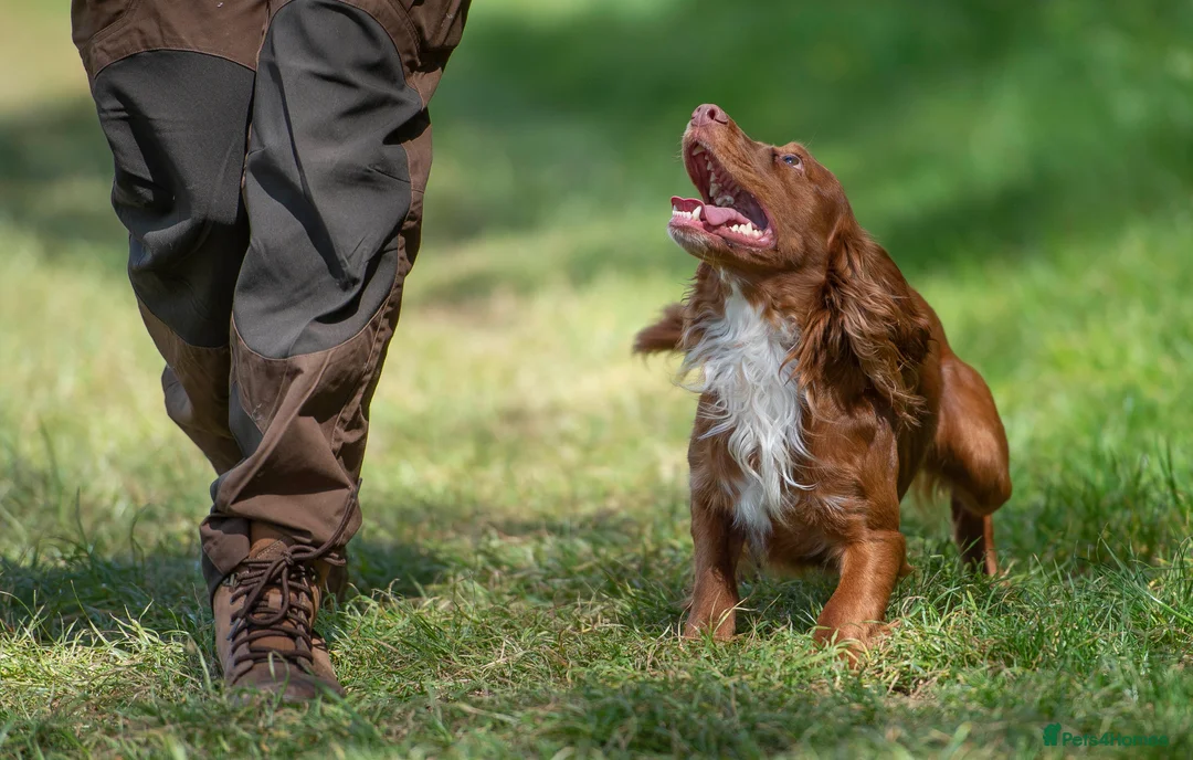 Cocker Spaniel dogs for stud: FTCH Howesyke Regal - Working Cocker in Orpington - Advert 2