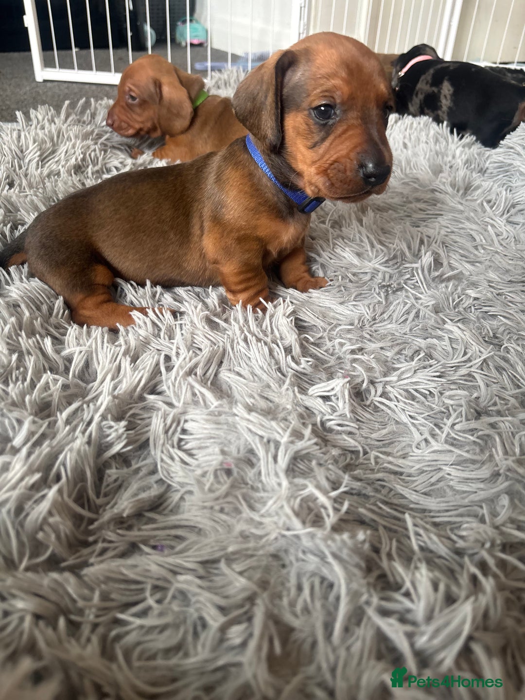 Dachshund dogs for sale: Beautiful dachshund puppies  - Image 32