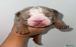 English Bulldog dogs for sale: Beautiful Lilac Tri English Bulldogs - Image 6