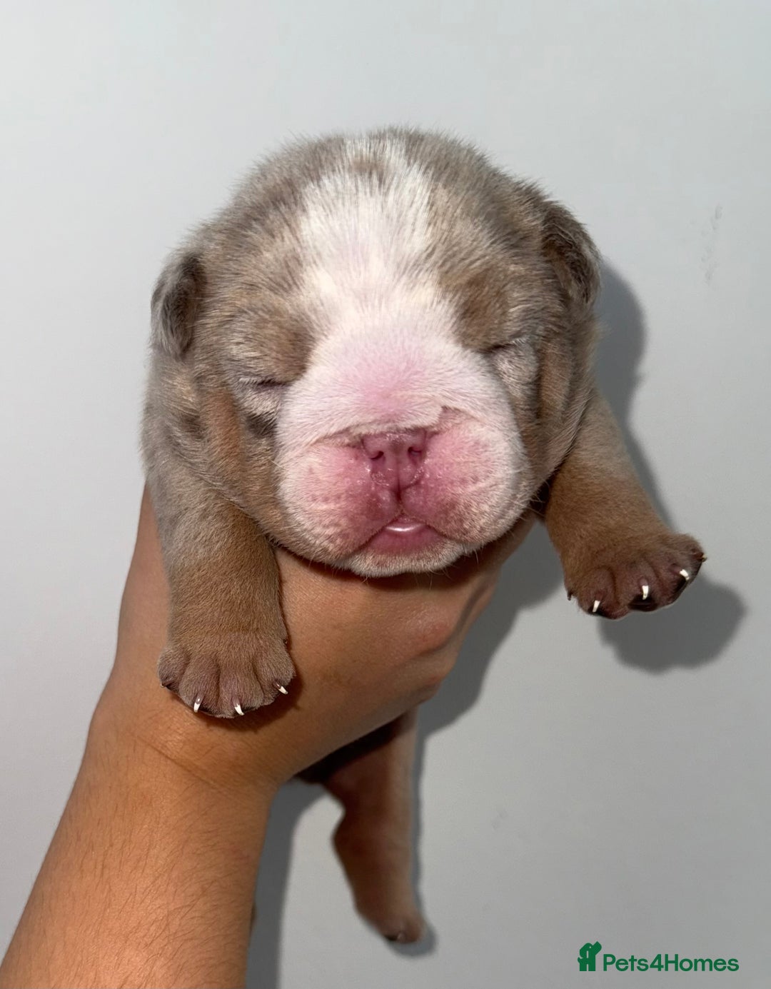 English Bulldog dogs for sale: Beautiful Lilac Tri English Bulldogs - Image 6