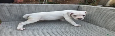 Goliath 