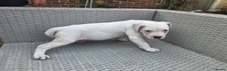 Staffordshire Bull Terrier dogs for sale: Beautiful Long-legged Staffy Puppies  in Dartford - Advert 4