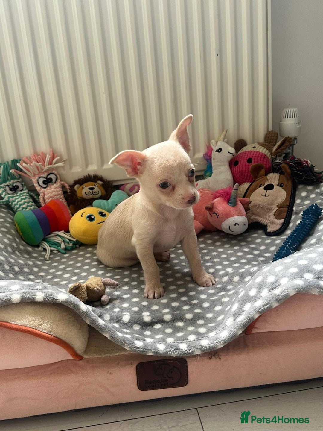 Chihuahua dogs for sale: Beautiful girl grey and black Chihuahua puppy - Image 7