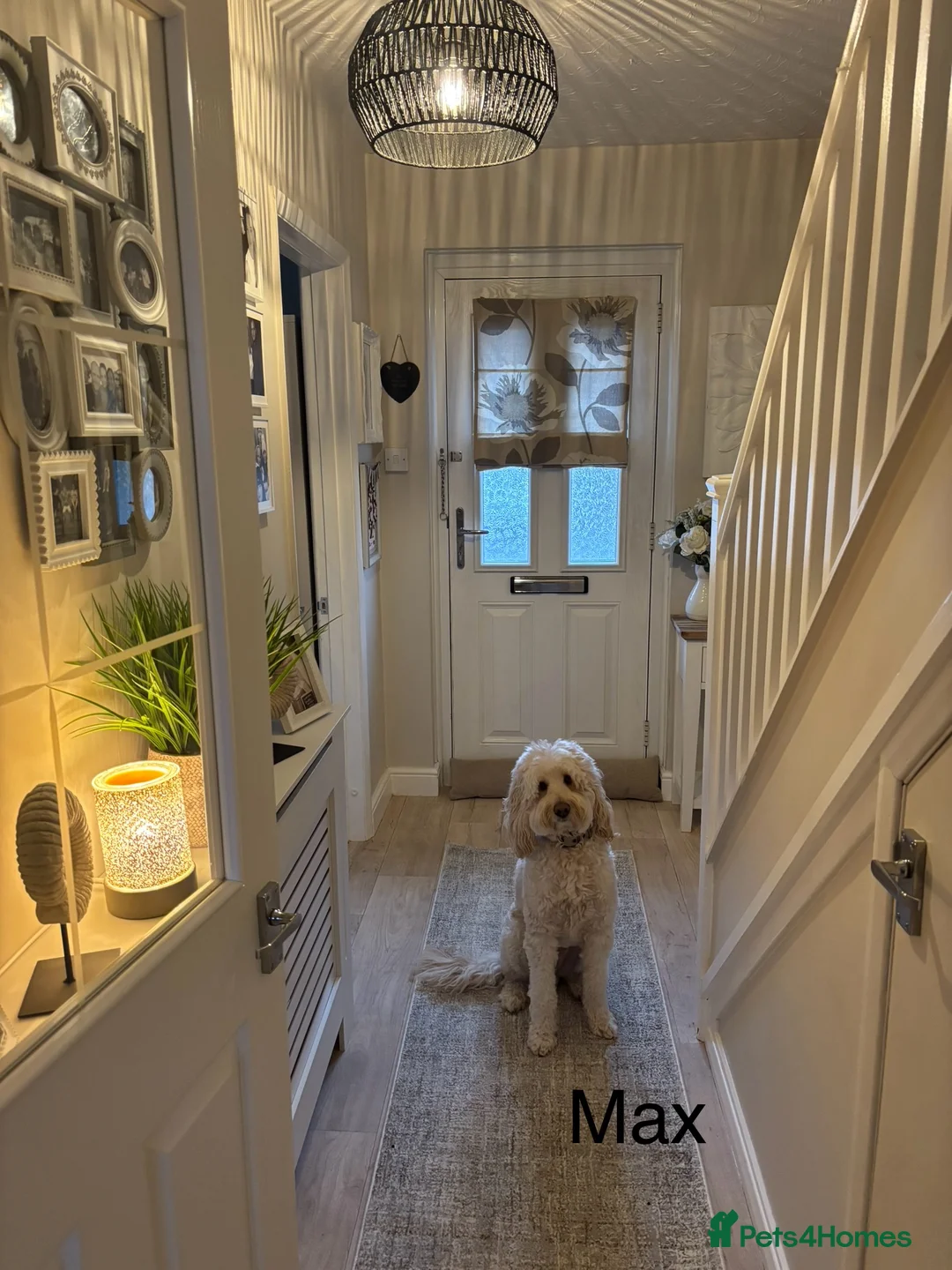 Labradoodle dogs for stud: Australian Labradoodle Stud (Health Tested) in Great Yarmouth - Advert 4