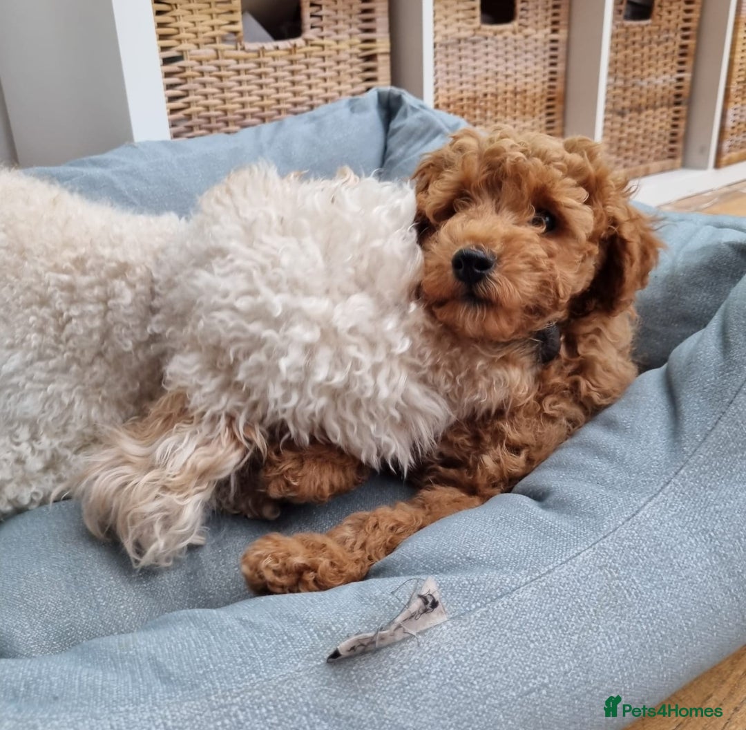 Miniature Poodle dogs for sale: READY NOW !Adorable Miniature Poodle Puppies! in London - Image 7