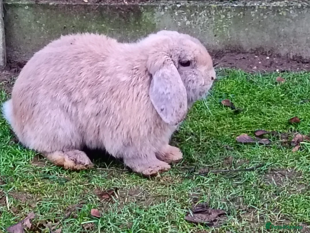 Mini Lop rabbits for sale: Mini lop babies  - Advert 16
