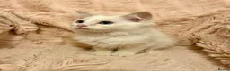 Ragdoll cats for sale: Degruchi Cattery has show quality kittens for sale in Petersfield - Advert 29