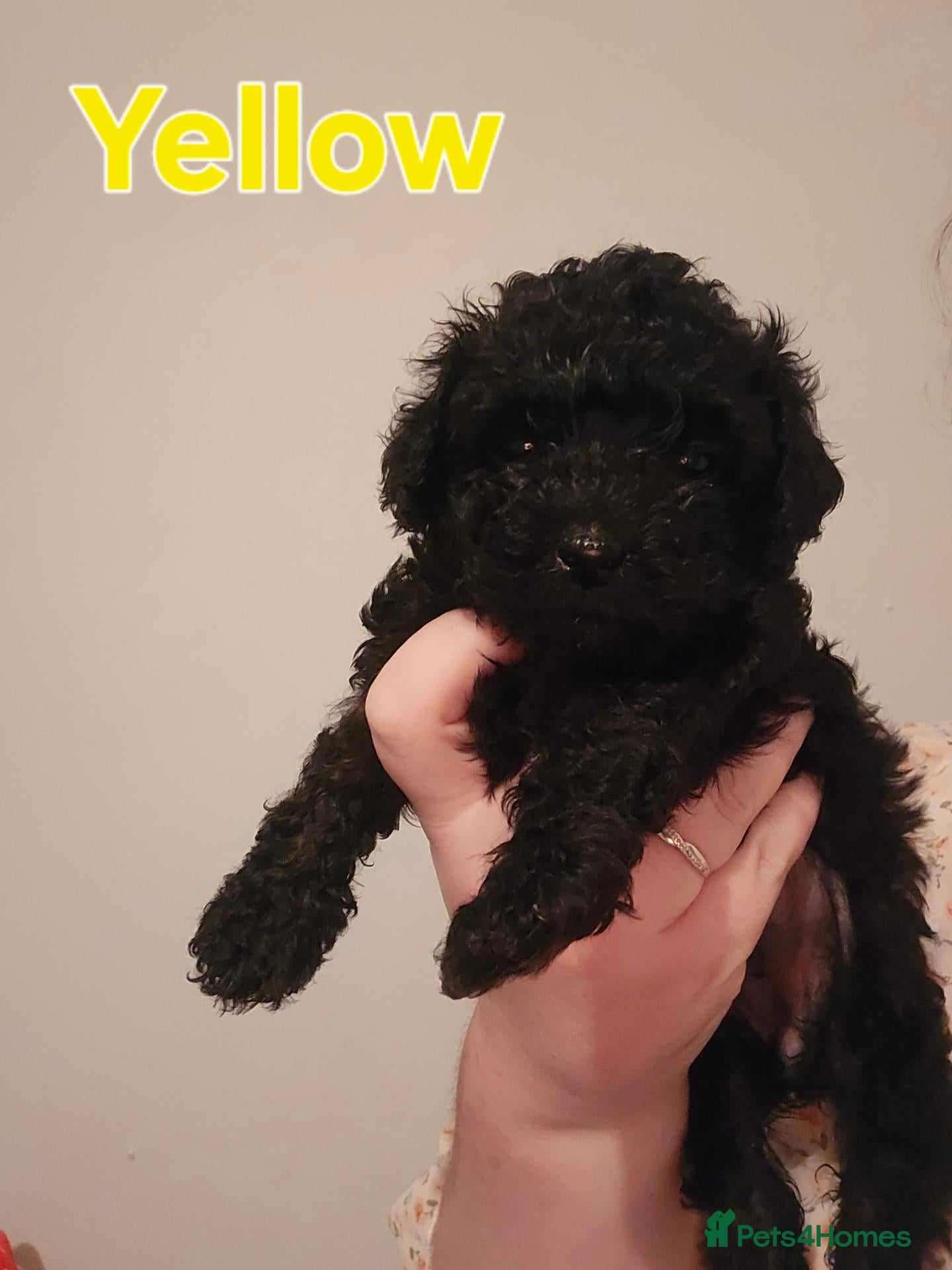 Shihpoo dogs 🐶 Gorgeous F1B Shihpoo Puppies - Family Raised 💕 - Advert 1