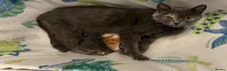 British Shorthair cats for sale: 2 YR old Blue torti BSH - Advert 3
