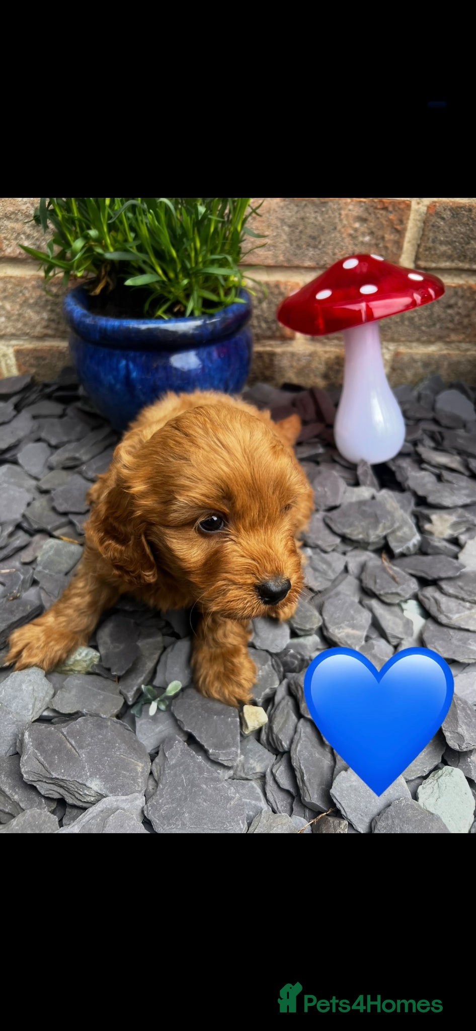 Cockapoo dogs F1b cockerpoos for sale - Advert 2