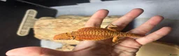 Bearded Dragon reptiles for sale: Hypo G-stripe red monster bearded dragon  - Advert 3