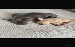 French Bulldog dogs for sale: Stunning Litter of French Bulldogs  - Image 9