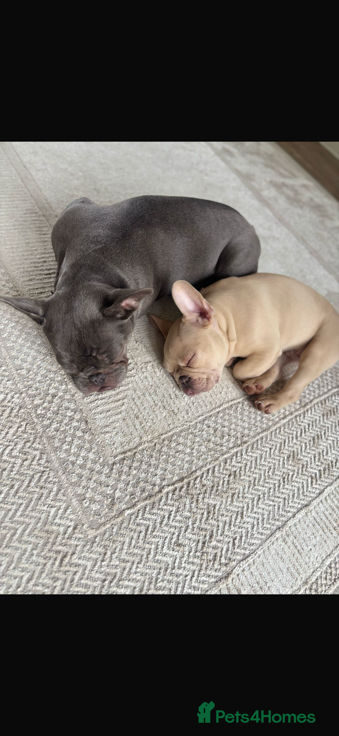 French Bulldog dogs for sale: Stunning Litter of French Bulldogs  - Image 9