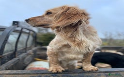 Sprocker dogs for sale: Stunning Sprocker pups  - Image 13