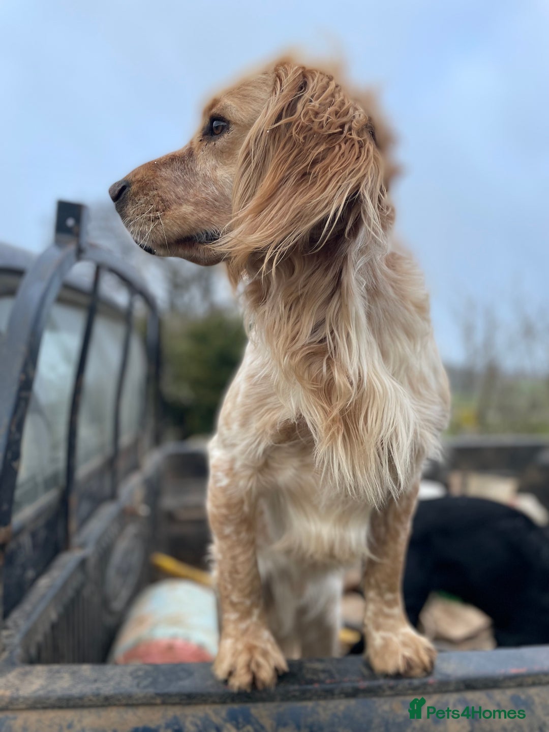 Sprocker dogs for sale: Stunning Sprocker pups  - Image 13