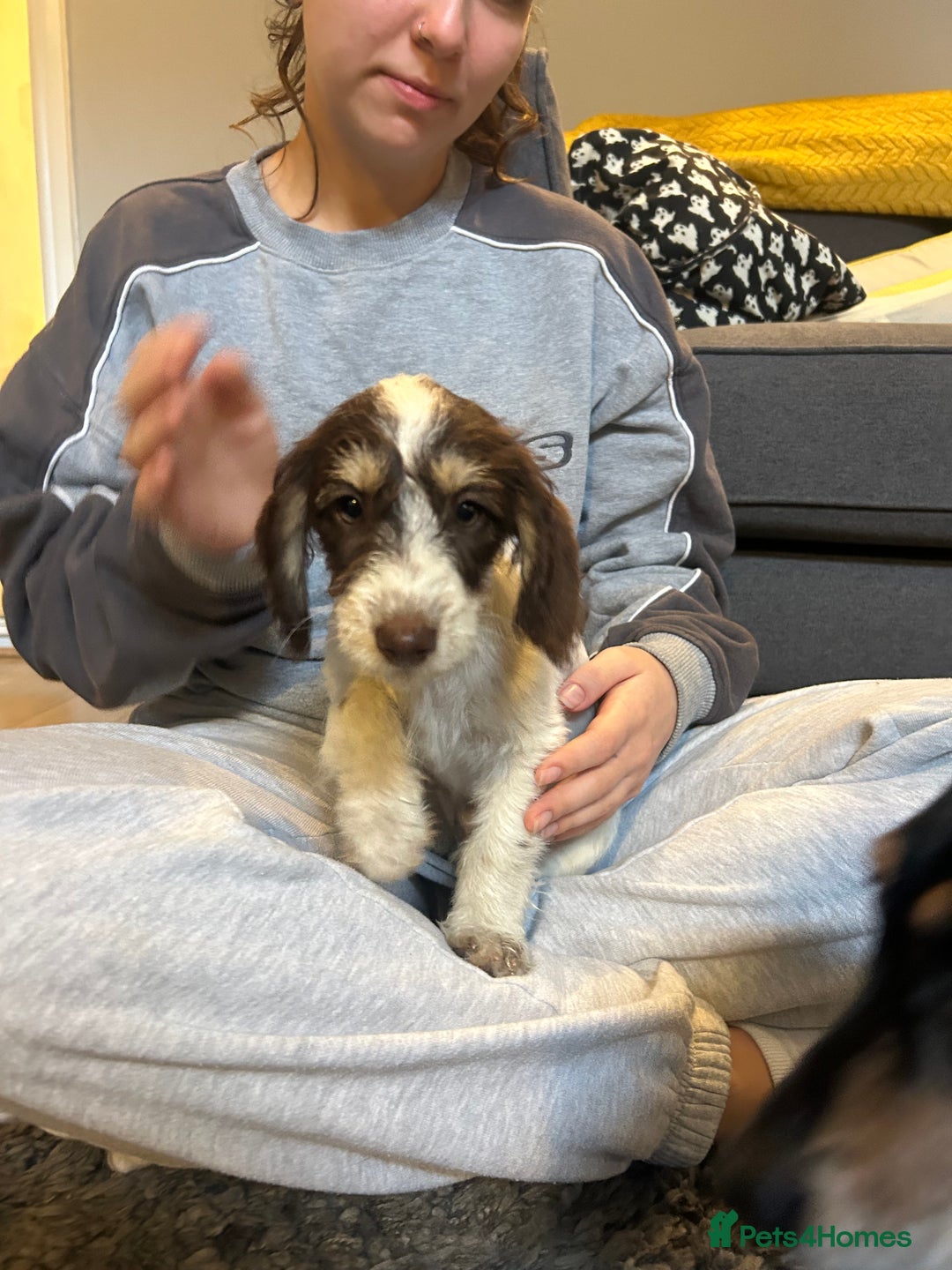 Doxiepoo dogs for sale: Dachshund x Poodle Puppy - Image 3
