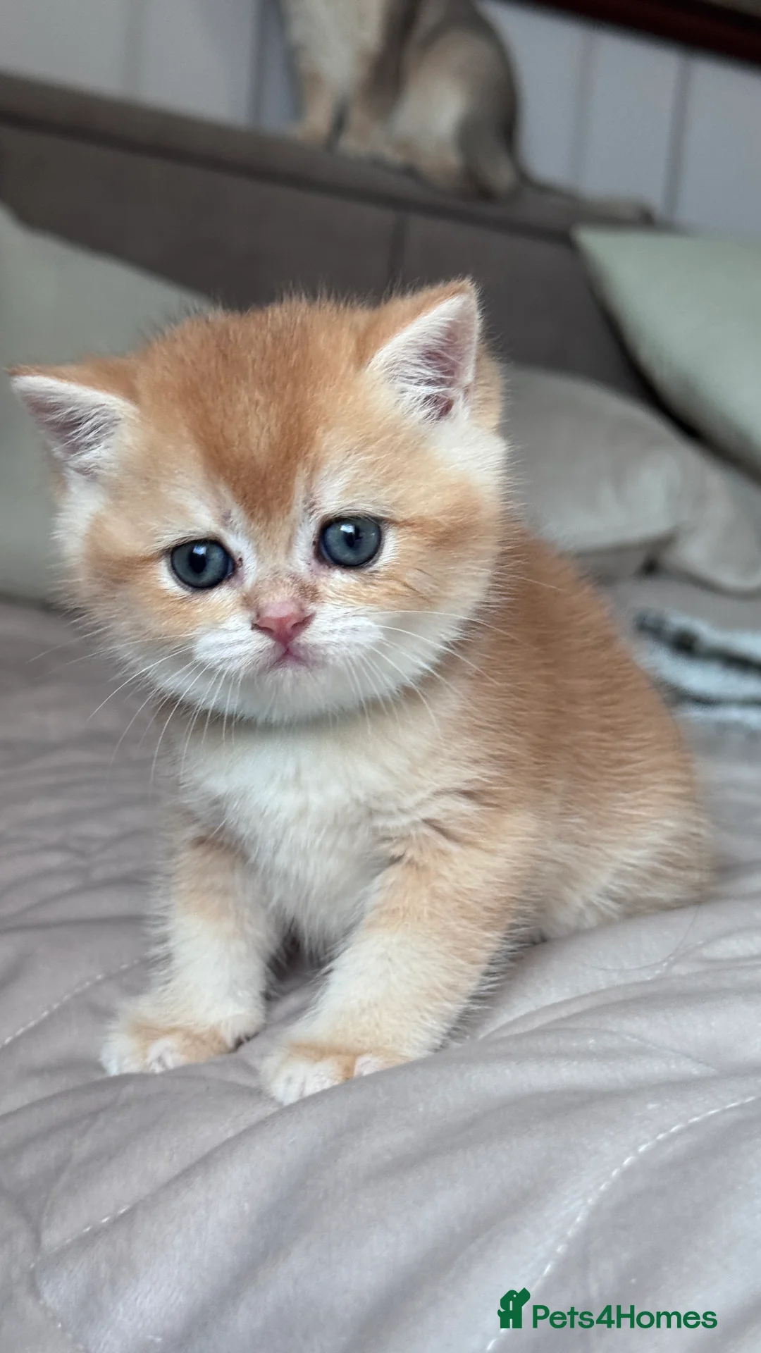 British Shorthair cats for sale: Adorable GCCF BSH BY12 NY12Chocolate Gold kittens  - Advert 5