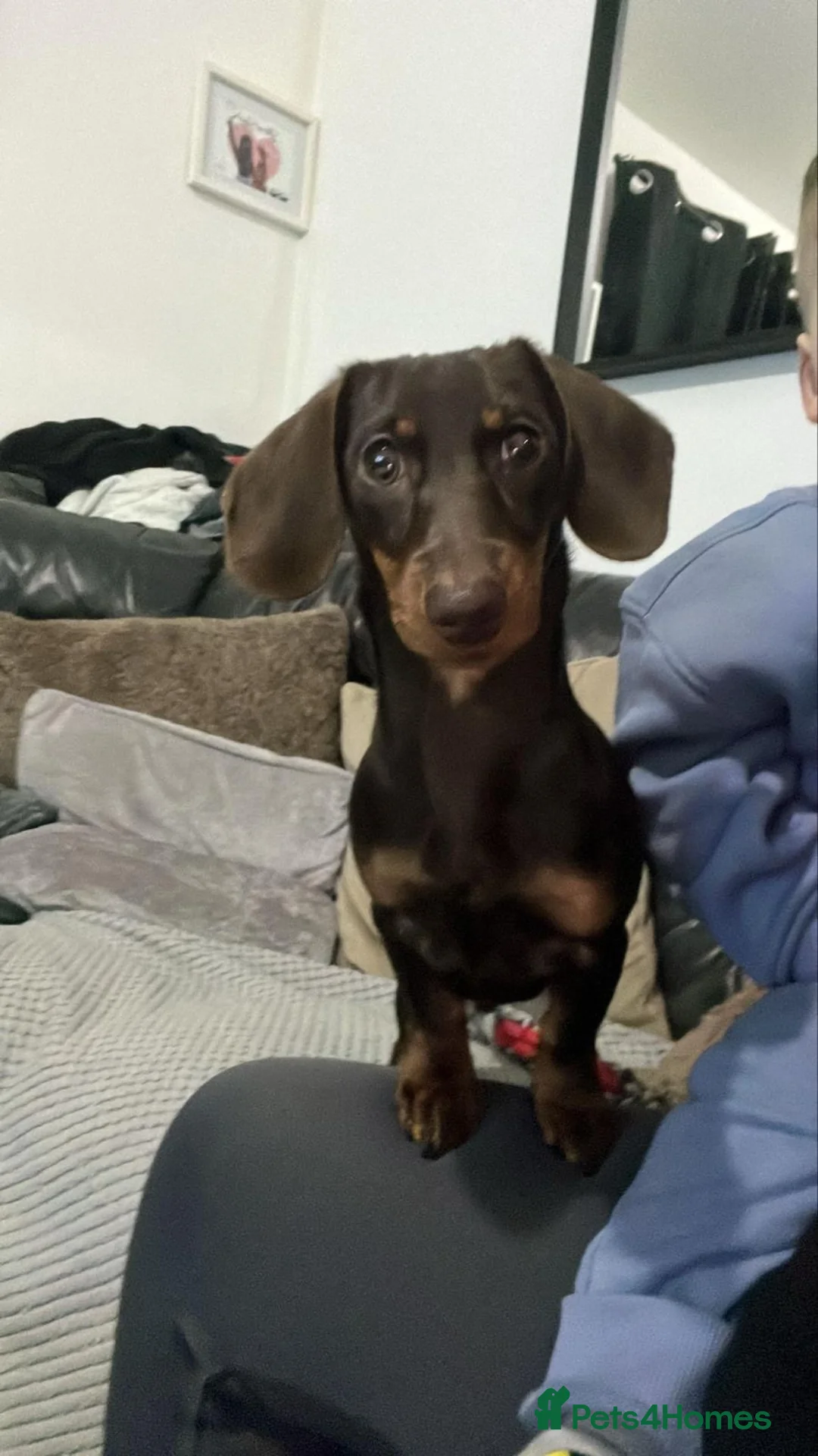 Miniature Dachshund dogs for sale: Beautiful coco needs a new home - Advert 1