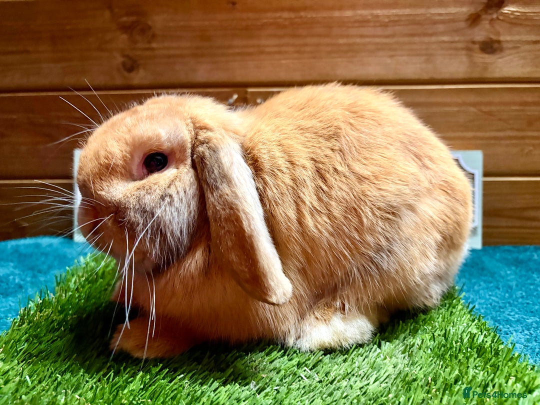 Mini Lop rabbits for sale: Choc Orange Harli  Male Mini Lop - Advert 2