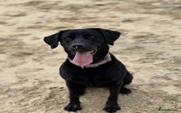 Labrador Retriever dogs for sale: Beautiful Labrador Retriever puppies - Image 27