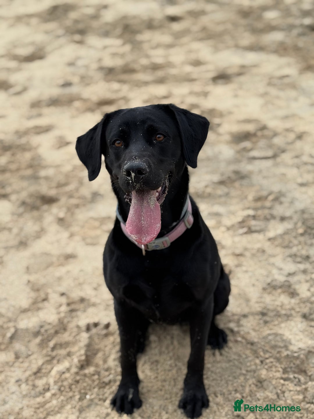 Labrador Retriever dogs for sale: Beautiful Labrador Retriever puppies - Image 27