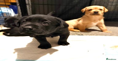 Labrador Retriever dogs - Advert 2