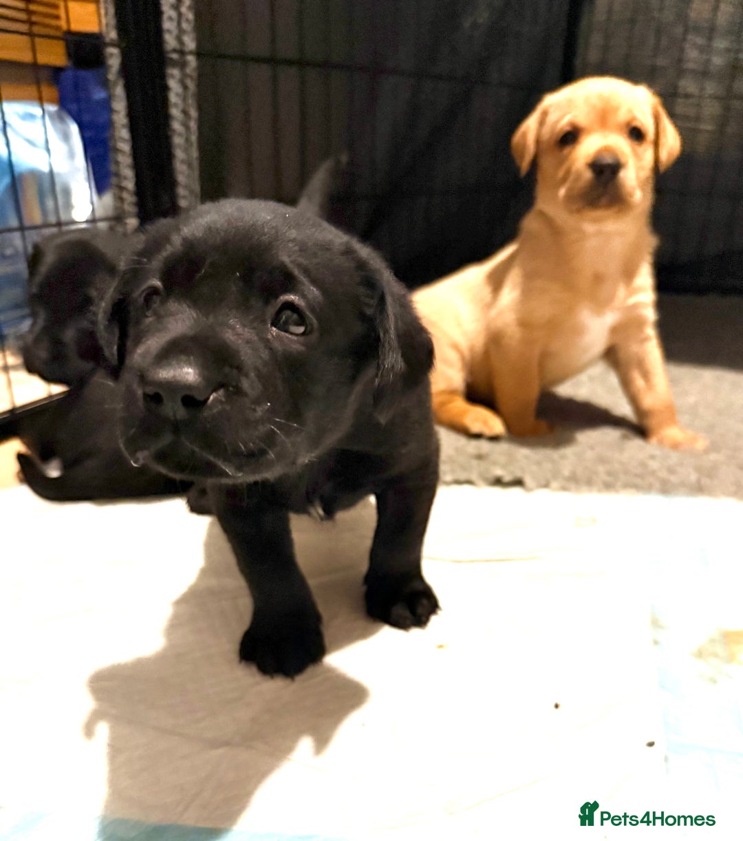 Labrador Retriever dogs for sale: Labrador Love Nuggets - 7 left - Image 3