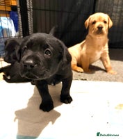 Labrador Retriever dogs - Advert 16