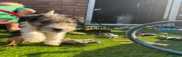 Fox Terrier dogs for sale: Energetic Fox Terrier Explorer Ready for Adventure in Brighton - Advert 6