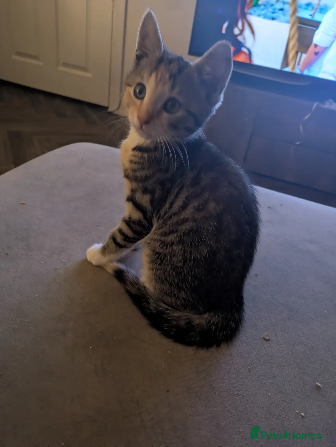 Bengal cats for sale: Bengal x Calico - READY TO GO!!!  - Advert 13