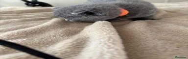British Shorthair 3