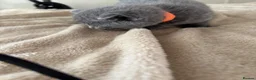 British Shorthair cats for sale: Grey British short hair beautiful kittens - Advert 13