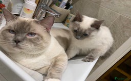 Ragdoll cats for sale: Half breed Ragdoll female kitten available  - Image 24