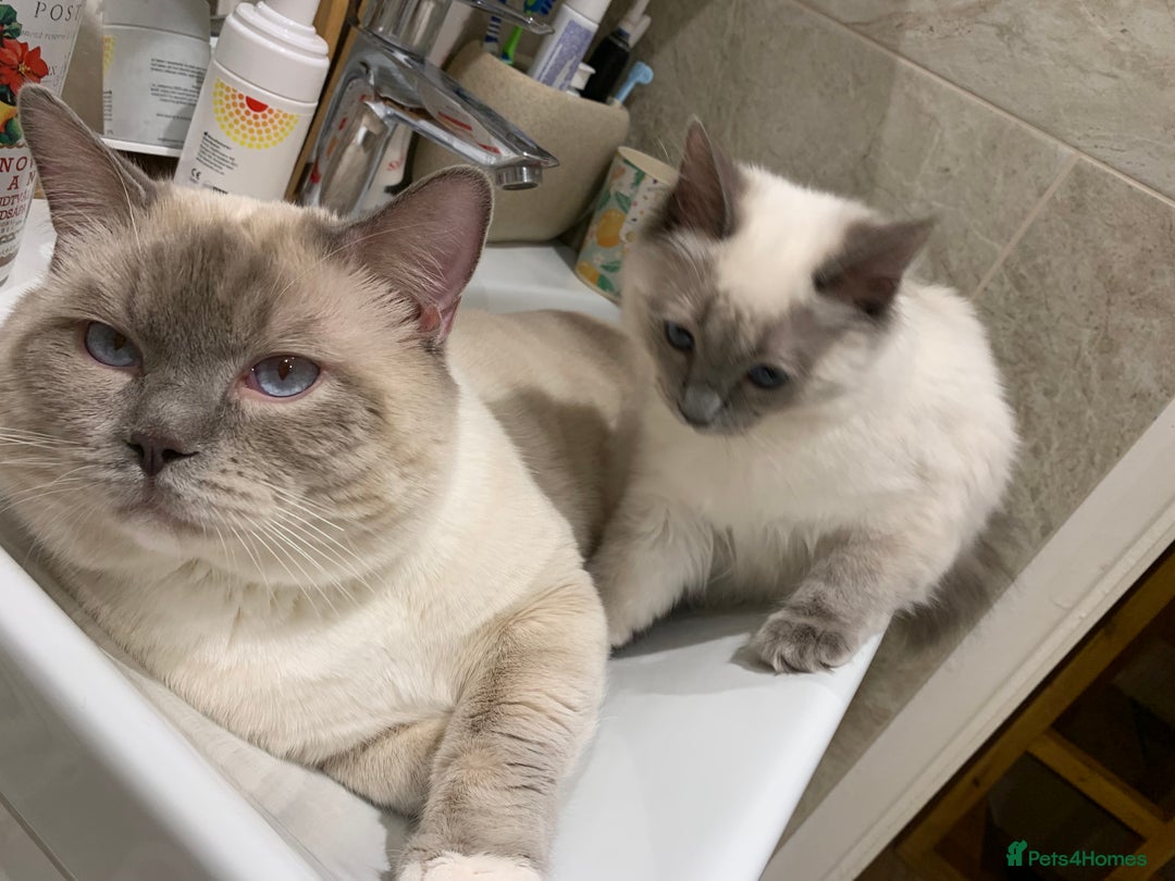 Ragdoll cats for sale: Half breed Ragdoll female kitten available  - Image 24