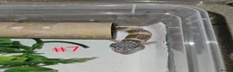 Leopard Gecko reptiles for sale: Leopard geckos available  - Advert 21
