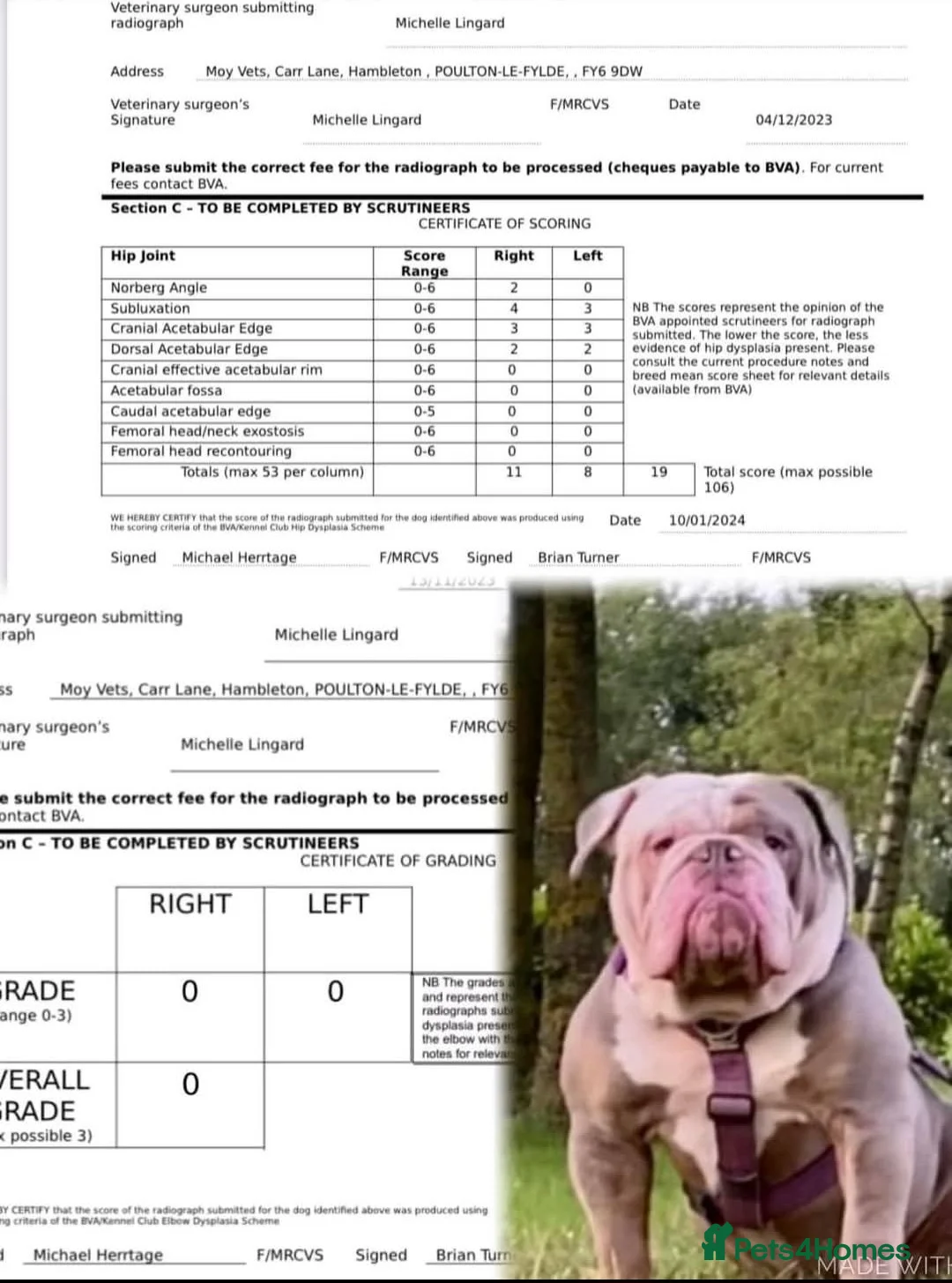 Olde English Bulldogge dogs for sale: Olde english bulldogge  - Advert 2